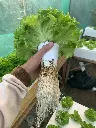 Netpot Copo de Isopor EPS – Recipiente Térmico para Hidroponia e Cultivo (10 unidades)