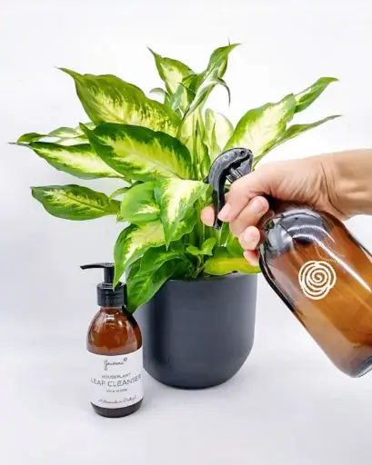 Inseticida orgânico e natural