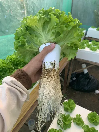 Netpot Copo de Isopor EPS – Recipiente Térmico para Hidroponia e Cultivo (10 unidades)